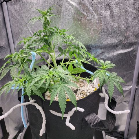 Diana (Sour Diesel)  growlog timeline photo