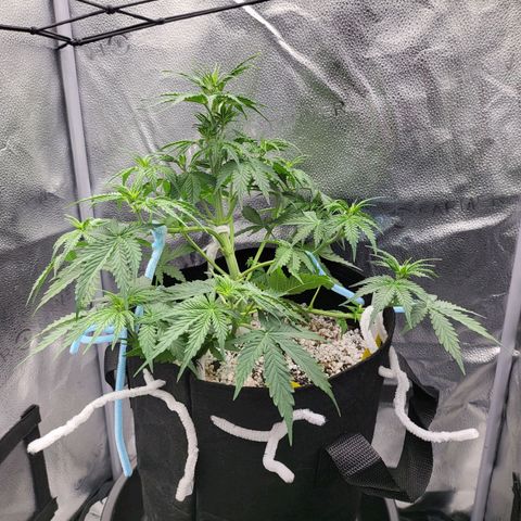 Diana (Sour Diesel)  growlog timeline photo