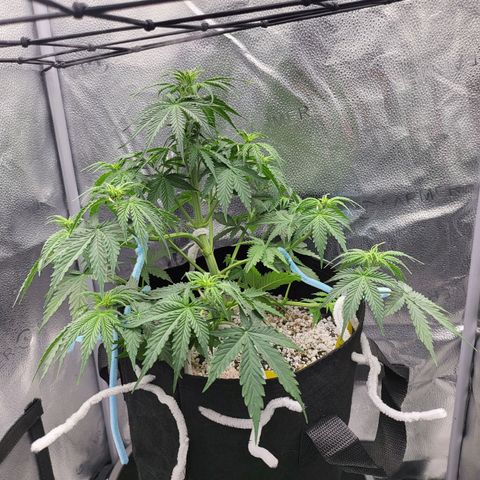 Diana (Sour Diesel)  growlog timeline photo