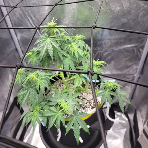 Diana (Sour Diesel)  growlog timeline photo