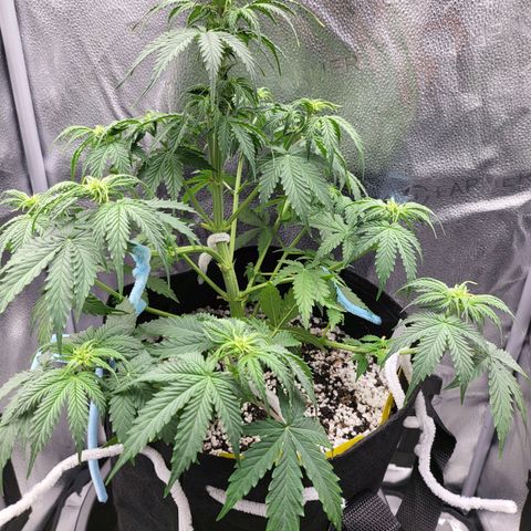 Diana (Sour Diesel)  growlog timeline photo