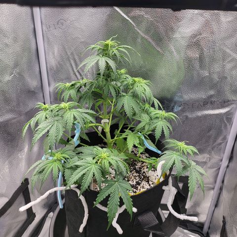 Diana (Sour Diesel)  growlog timeline photo