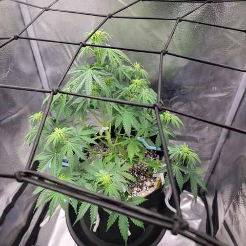 Diana (Sour Diesel)  growlog timeline photo