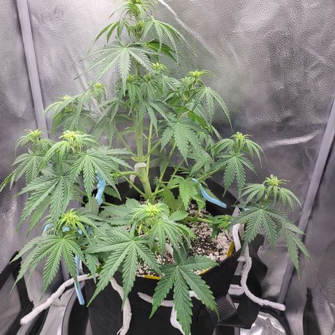 Diana (Sour Diesel)  growlog timeline photo