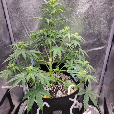 Diana (Sour Diesel)  growlog timeline photo