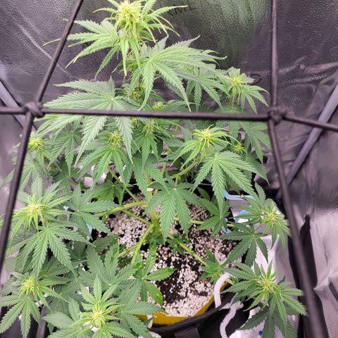 Diana (Sour Diesel)  growlog timeline photo