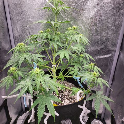 Diana (Sour Diesel)  growlog timeline photo