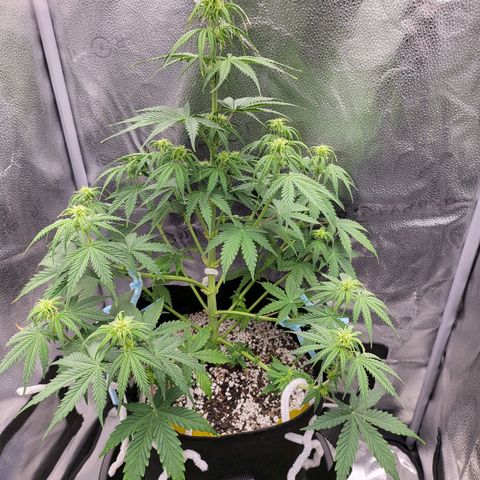 Diana (Sour Diesel)  growlog timeline photo