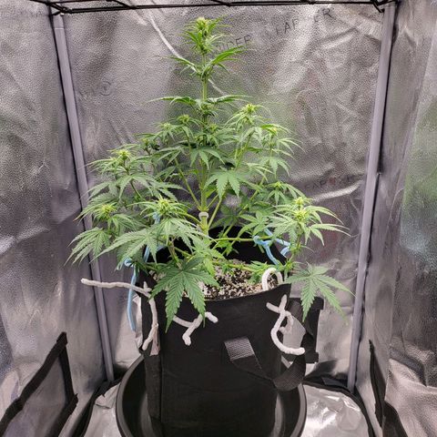 Diana (Sour Diesel)  growlog timeline photo