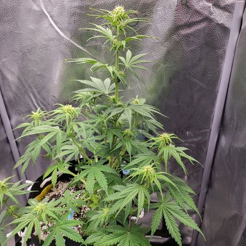 Diana (Sour Diesel)  growlog timeline photo