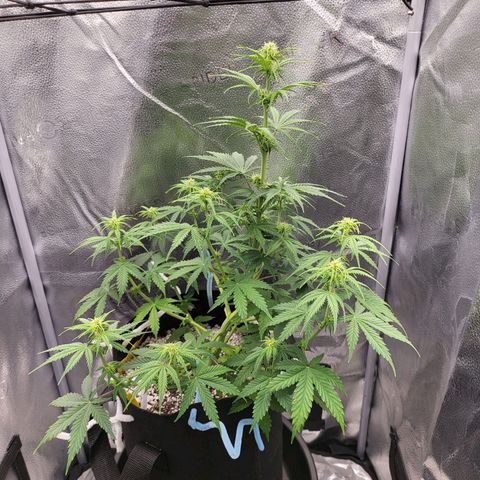 Diana (Sour Diesel)  growlog timeline photo