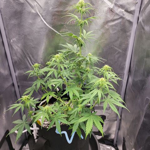 Diana (Sour Diesel)  growlog timeline photo