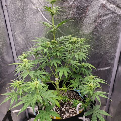 Diana (Sour Diesel)  growlog timeline photo