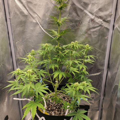 Diana (Sour Diesel)  growlog timeline photo