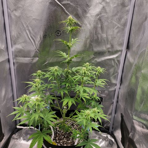 Diana (Sour Diesel)  growlog timeline photo