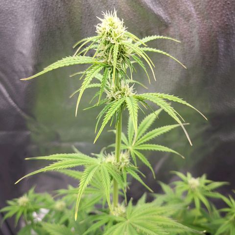 Diana (Sour Diesel)  growlog timeline photo