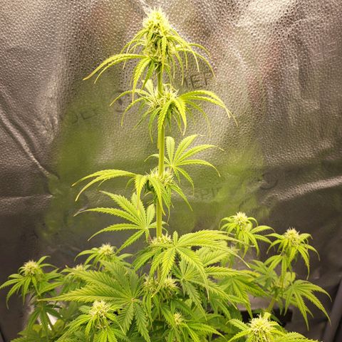 Diana (Sour Diesel)  growlog timeline photo