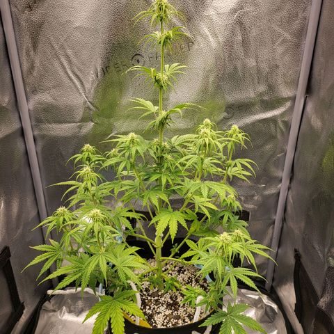Diana (Sour Diesel)  growlog timeline photo