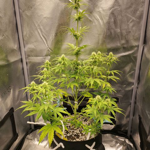 Diana (Sour Diesel)  growlog timeline photo