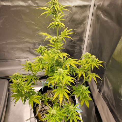 Diana (Sour Diesel)  growlog photo: Got a little Cal-Mag deficiency nut still growing