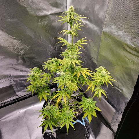 Diana (Sour Diesel)  growlog timeline photo