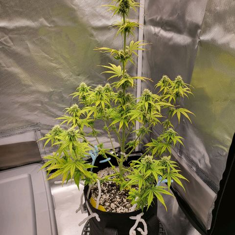Diana (Sour Diesel)  growlog timeline photo