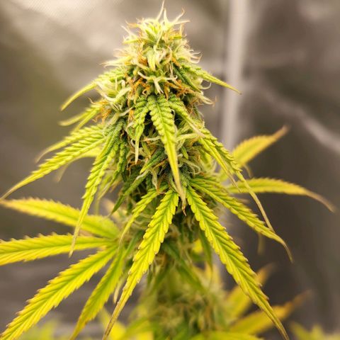 Diana (Sour Diesel)  growlog timeline photo