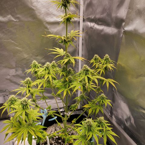Diana (Sour Diesel)  growlog timeline photo