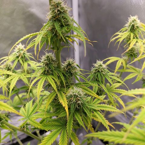 Diana (Sour Diesel)  growlog timeline photo