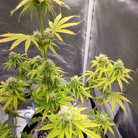 Diana (Sour Diesel)  growlog timeline photo