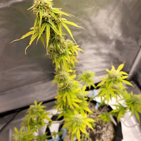 Diana (Sour Diesel)  growlog timeline photo