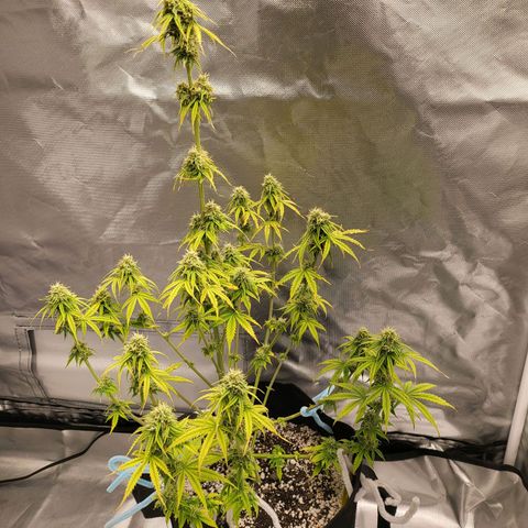 Diana (Sour Diesel)  growlog timeline photo