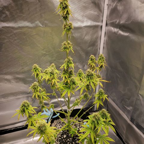 Diana (Sour Diesel)  growlog timeline photo