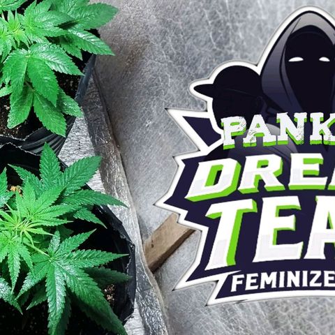 Dream Team growlog timeline photo