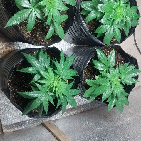 Dream Team growlog photo: Día 41 