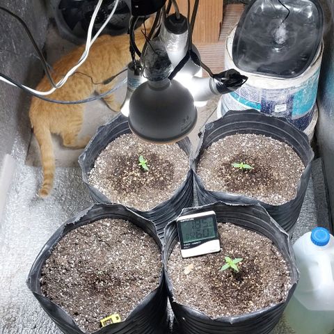 Dream Team growlog timeline photo