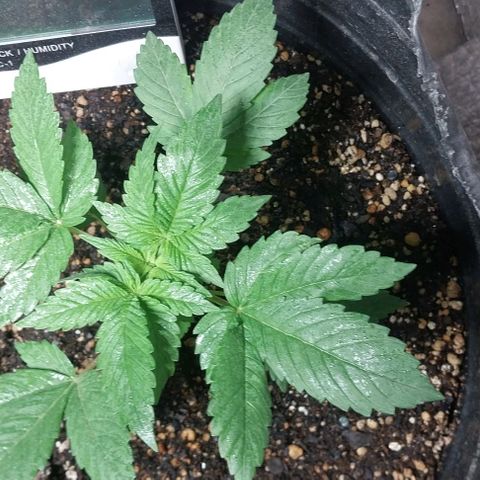 Dream Team growlog timeline photo