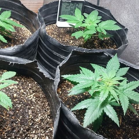 Dream Team growlog timeline photo