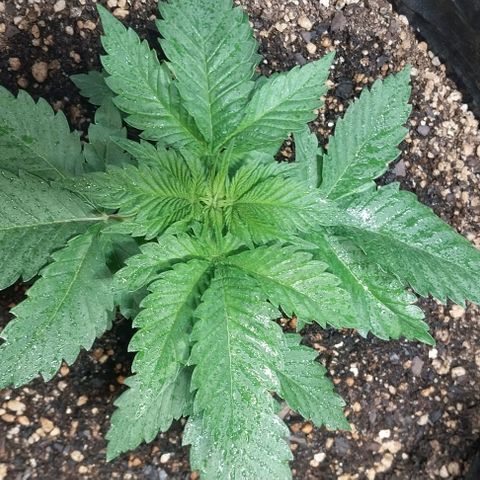 Dream Team growlog timeline photo