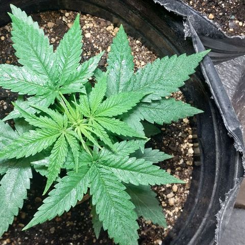 Dream Team growlog timeline photo