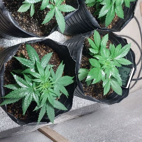 Dream Team growlog timeline photo