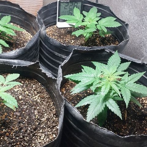 Dream Team growlog timeline photo