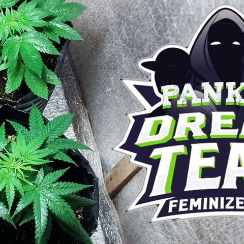 Dream Team growlog timeline photo