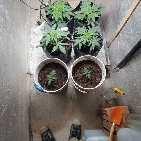 Dream Team growlog photo: Anoche se sumaron 2 plantas de choky 