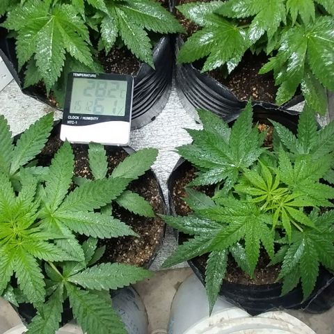Dream Team growlog photo: Anoche se sumaron 2 plantas de choky 