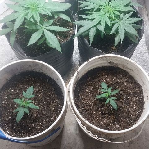Dream Team growlog photo: Anoche se sumaron 2 plantas de choky 
