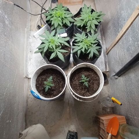 Dream Team growlog photo: Anoche se sumaron 2 plantas de choky 