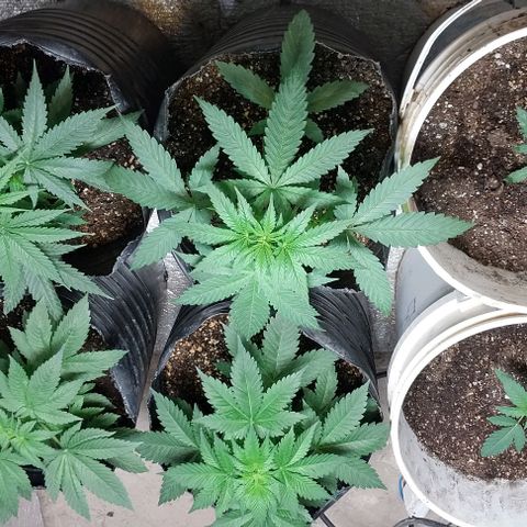 Dream Team growlog timeline photo