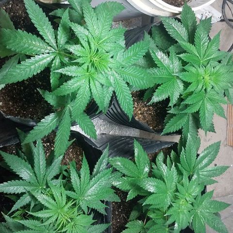 Dream Team growlog timeline photo