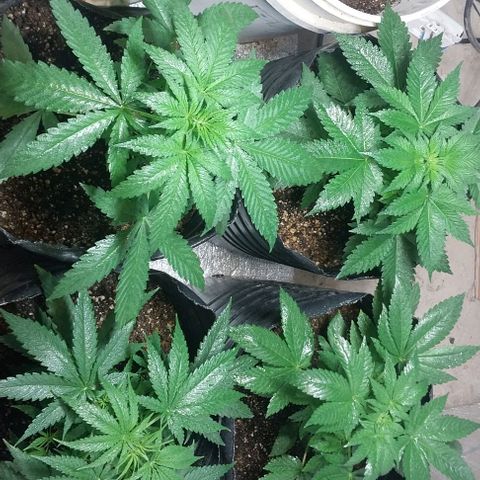 Dream Team growlog timeline photo